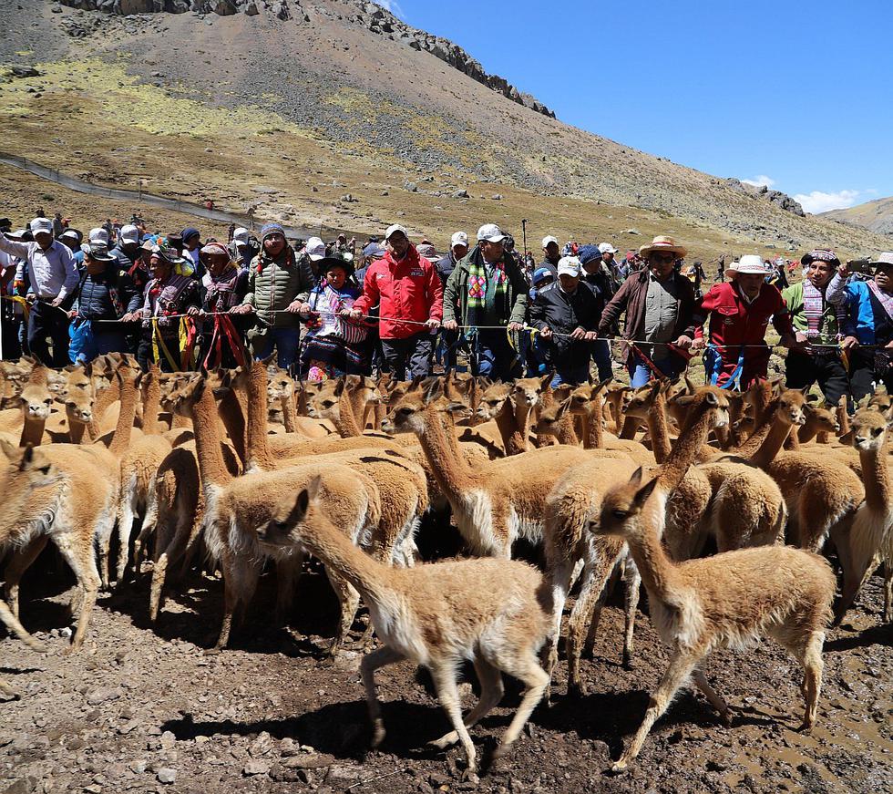 Chaccu, práctica ancestral que se conserva en el tiempo en Huanacopampa