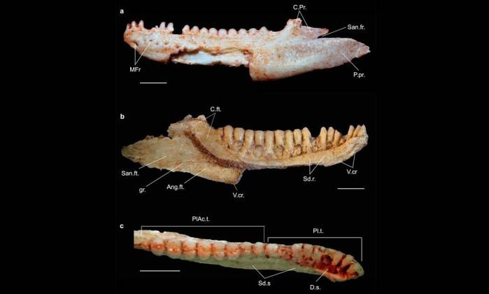 Hallan fósil de lagarto de 80 millones de años