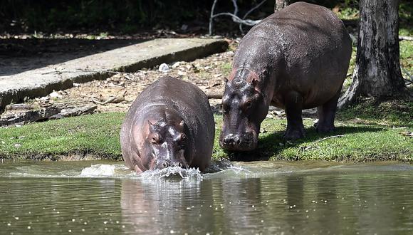 Se ven hipopótamos en el parque temático Hacienda Nápoles, que alguna vez fue el zoológico privado del capo de la droga Pablo Escobar en su rancho Nápoles, en Doradal, departamento de Antioquia, Colombia, el 12 de septiembre de 2020. (Foto de Raúl ARBOLEDA / AFP)