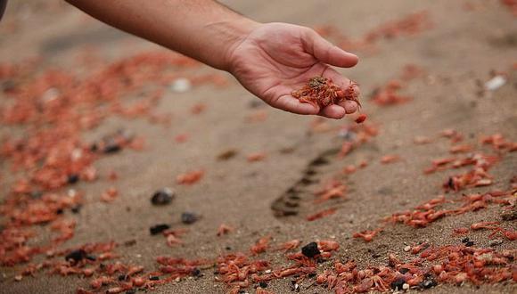 Centenares de angostinos aparecen varados en playas de Tacna desde hace cinco días