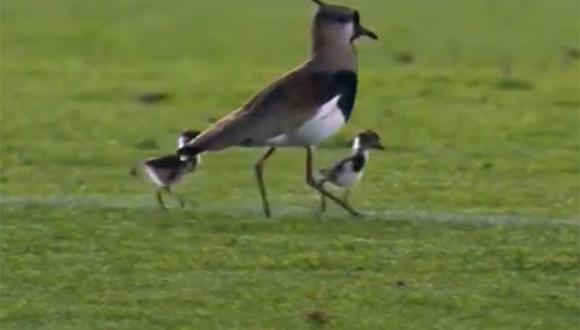 Futbolista Mario Yepes protege a ave y sus crías que invadieron cancha durante partido (VIDEO)