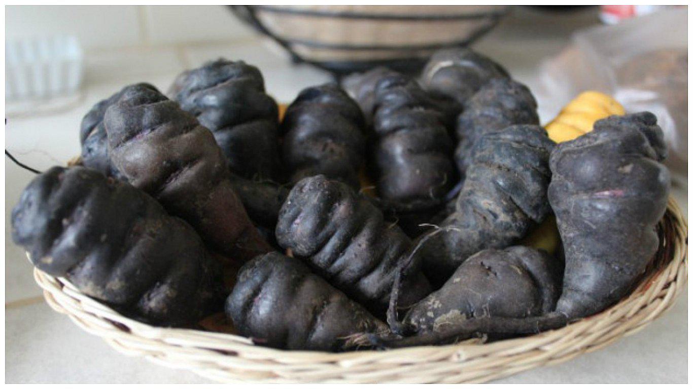 ¡Atención!: Mashua negra es anticancerígena