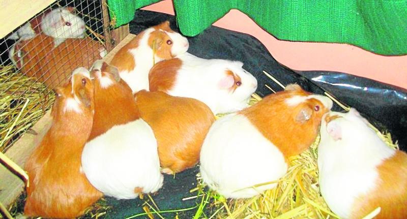 Junín no tiene suficientes cuyes para la exportación