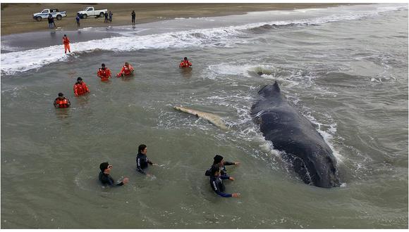 Argentina: Pese a rescate murió la ballena que quedó varada en balneario (VIDEO)