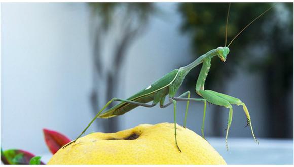 Facebook: La aterradora imagen de una mantis devorando a un pájaro que se volvió viral [FOTO]