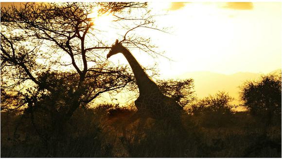 Las jirafas están en peligro de extinción, advierte un informe