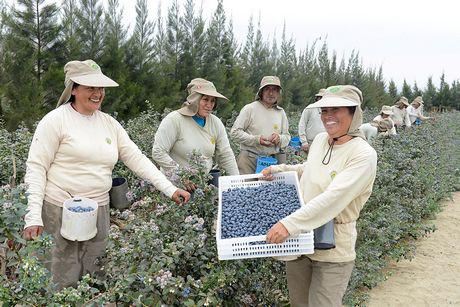 La Libertad: Sector agroexportador se abre paso en Canadá con arándanos