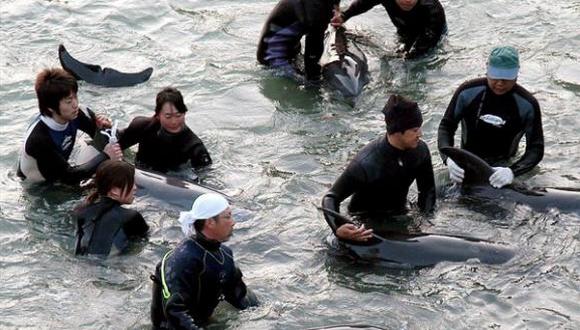 Japón: Gobierno defiende método de captura de delfines