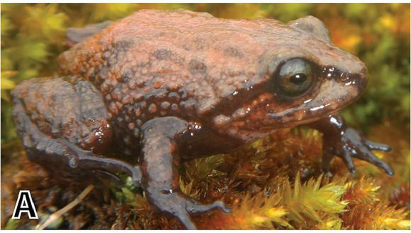 ​Junín: hallan una nueva especie de rana en la selva central
