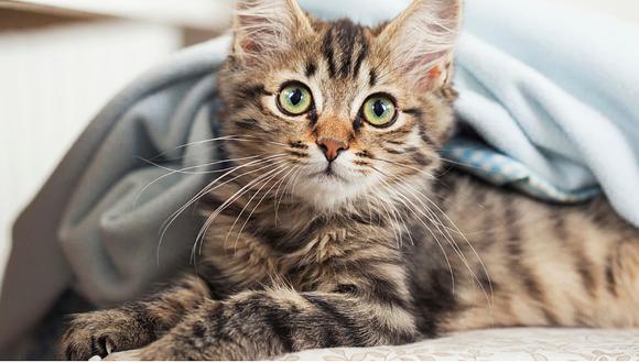 Científicos confirman que los gatos sí reconocen sus nombres, pero simplemente deciden ignorarnos