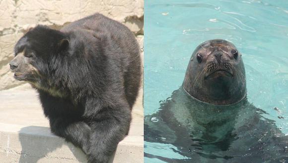Parque de las Leyendas: Celebrarán el cumpleaños de un oso de anteojos y una loba de mar