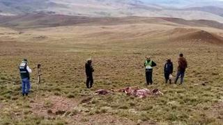 Hallan tres vicuñas muertas, al parecer por arma de fuego en Cojata