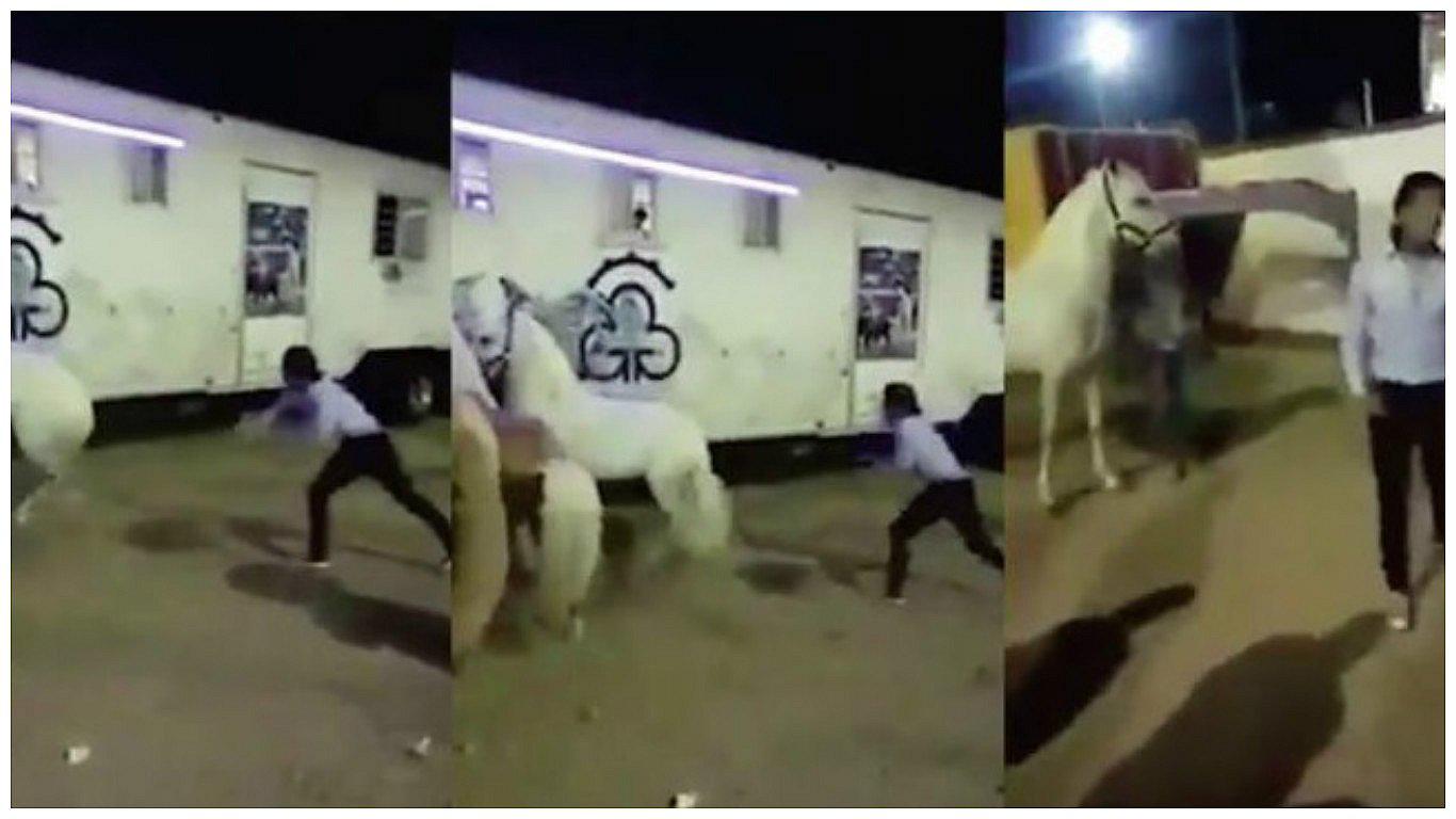 ​Facebook: el salvaje ataque a un caballo que indigna las redes sociales (VIDEO)