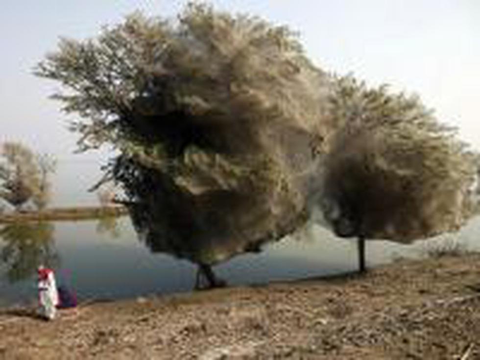 Pakistán: Tela de arañas invaden árboles