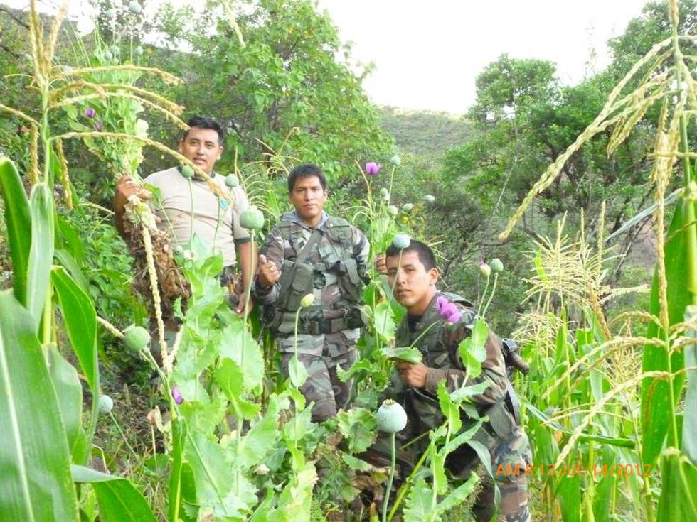 Amapola al por mayor en Huarmaca