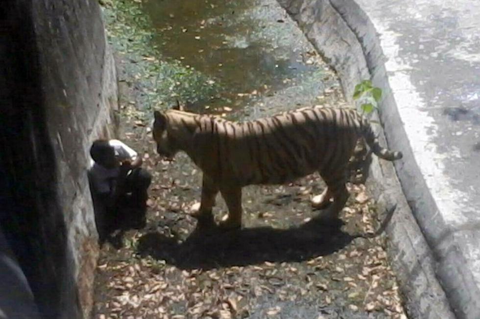 Difunden imágenes del ataque de tigre que dejó un niño muerto