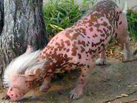 Un perro de extraña raza se pasea por las calles de China