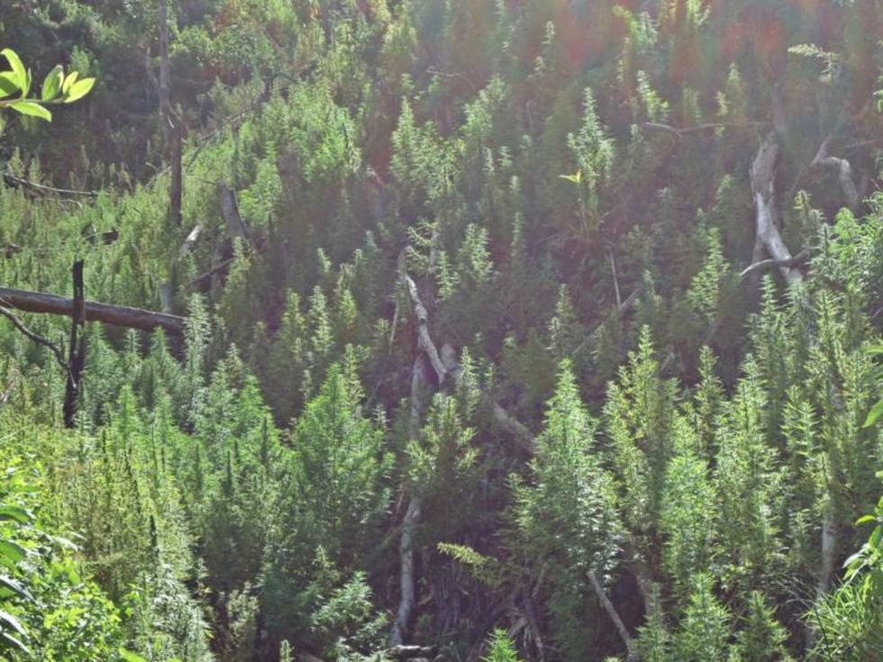 FOTOS: Erradican 180 mil plantones de Marihuana en Chinchao