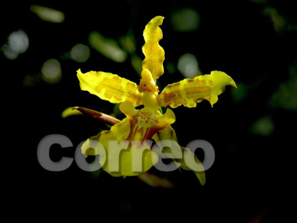Satipo: El jardín natural rebosante de vida  y color (FOTOS)