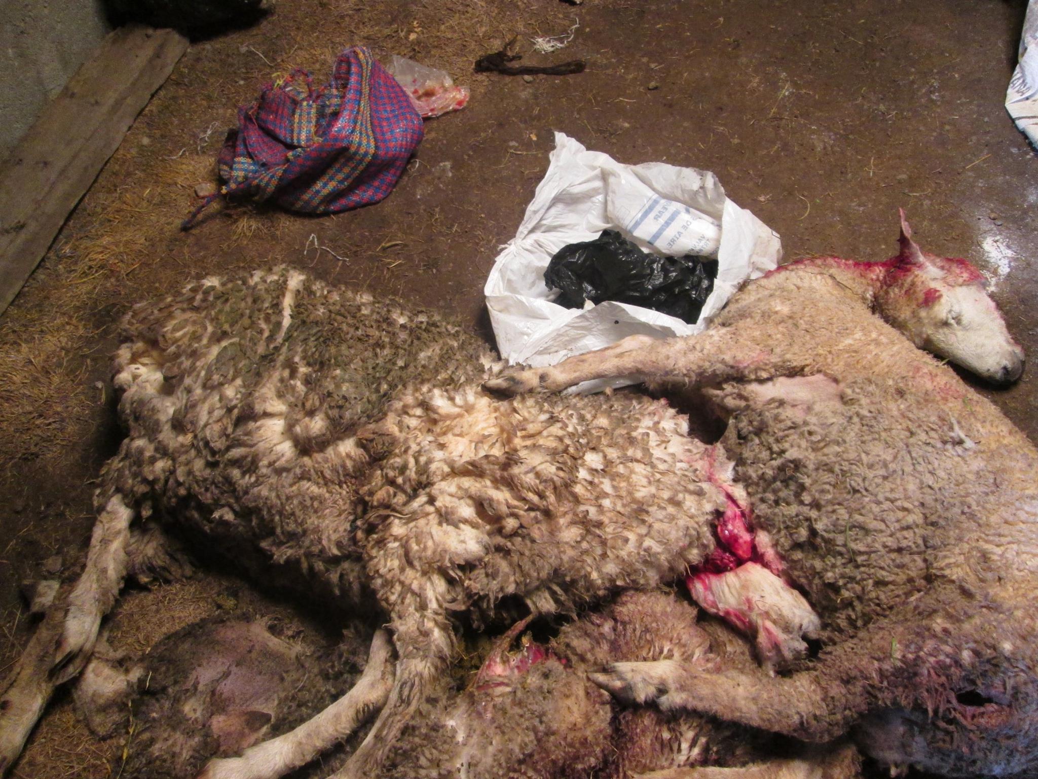 Sustraen ovinos, llamas y más de 800 libras de fibra de alpaca todo valorizado en 17 mil soles 