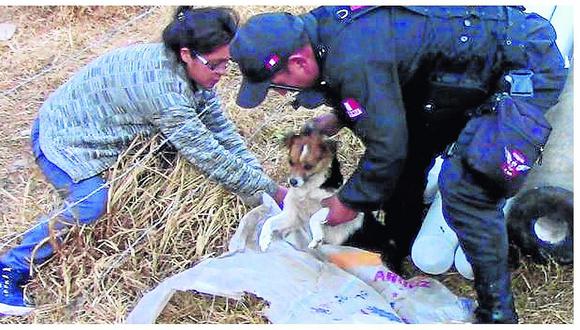 Huancayo:  Desconocidos dan brutal golpiza a cachorro y lo abandonan (VIDEO)