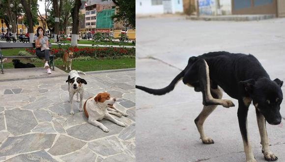La ingente cantidad de perros y gatos que subsisten en las calles de la ciudad, se ha convertido en un problema de salud pública para sus habitantes./ Foto: Correo