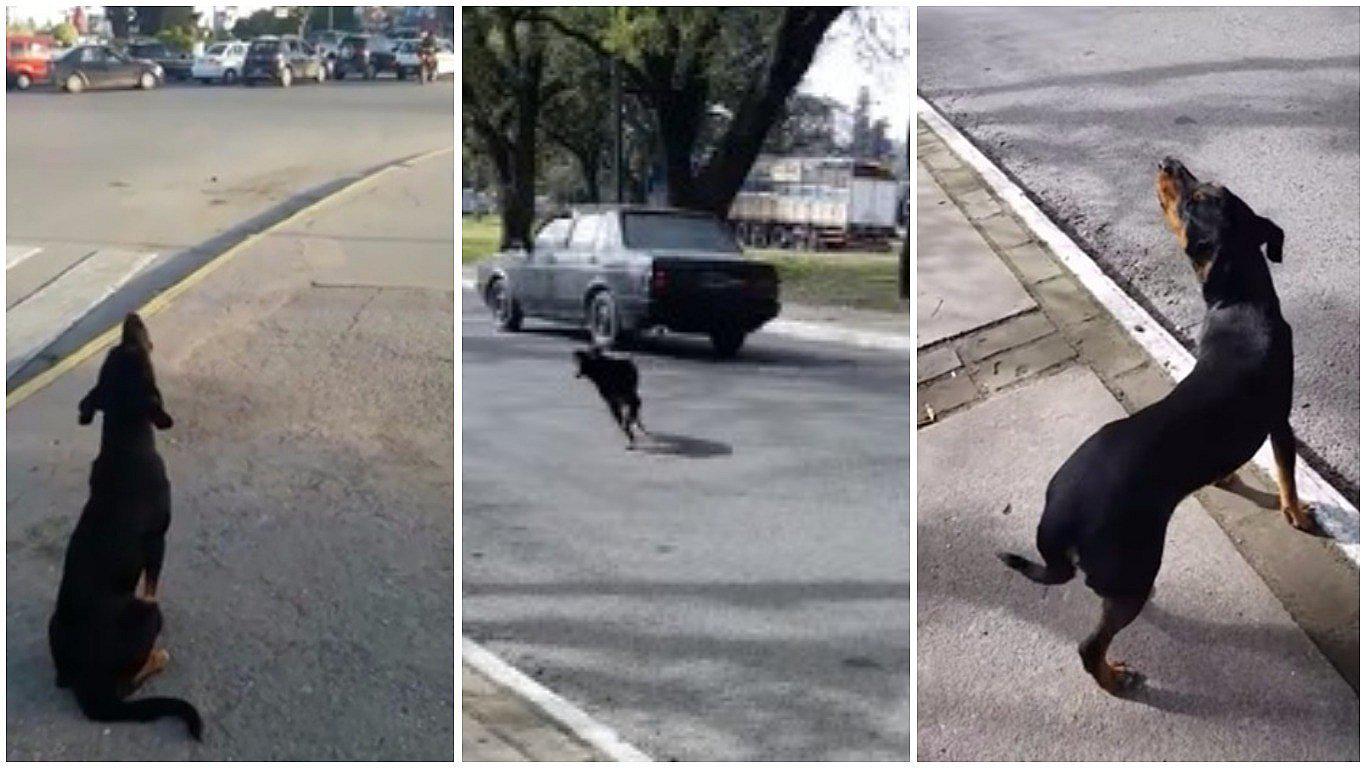 Facebook: perrito abandonado llora para que su dueña vuelva (VIDEO)