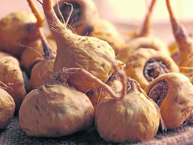 Se llevan a los campesinos para cultivar maca en China