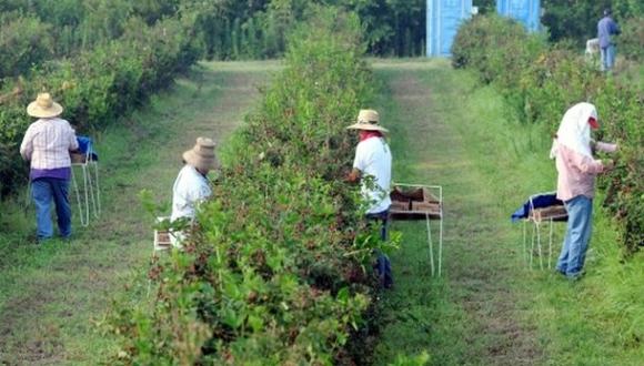 Trabajadores migrantes recolectan cultivos en Estados Unidos (Foto: La opinión)