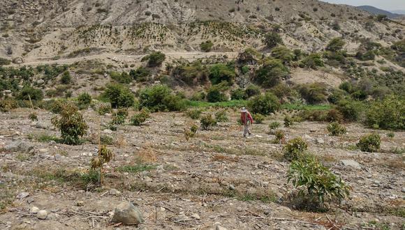 Productores del valle de Nepeña sufren consecuencias de sequía que impacta en la agricultura familiar y de exportación.