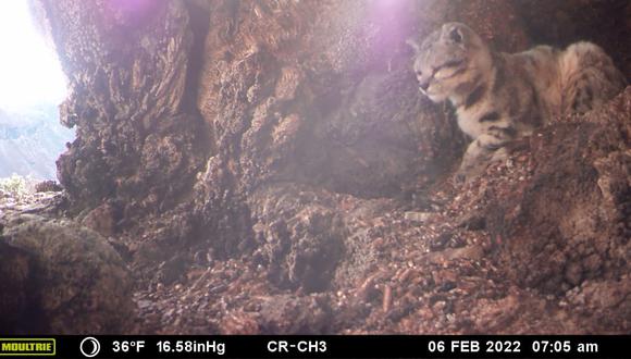 Después de analizar las fotografías, expertos han confirmado que se trata de un "leopardus jacobita". (Cortesía GRT)