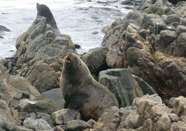 Punta de Coles está protegida desde el 2009 por su importancia