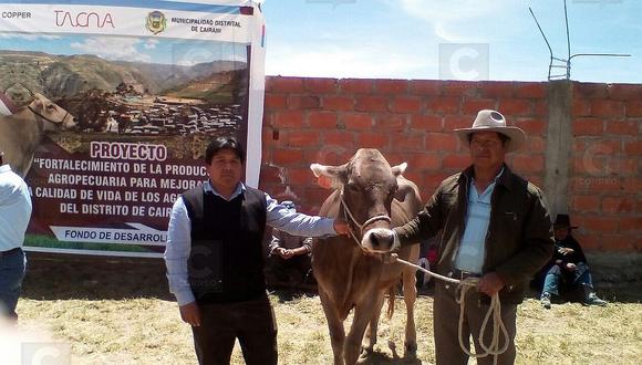 Southern Peru  entrega 58 reses para producción lechera en Cairani