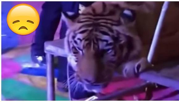 YouTube: amarran brutalmente a tigre para que visitantes se tomen fotos con él (VIDEO)