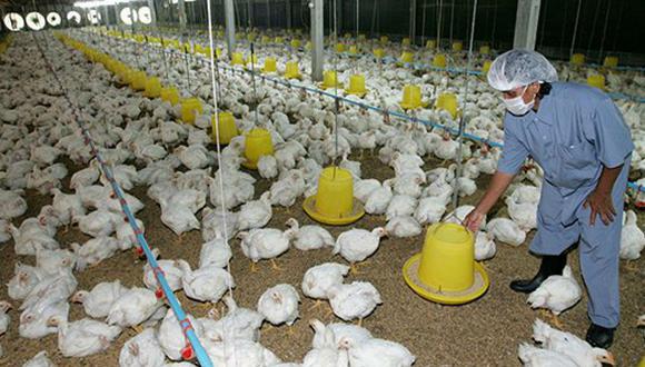 Japón sacrifica a otros 168.000 pollos por el brote de gripe aviar