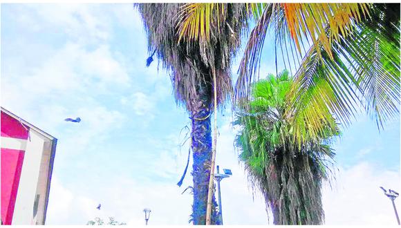 ​Murciélagos se apoderan de árboles de parque de Satipo