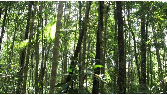 Perú es cuarto en el mundo con más árboles tropicales