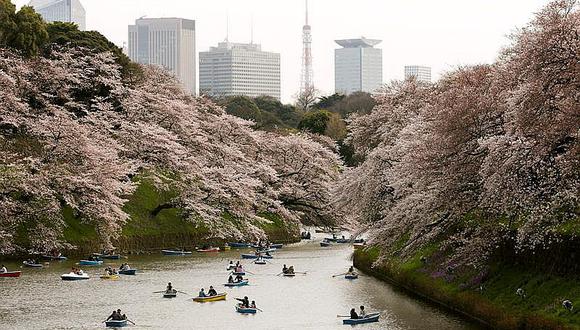 El afloramiento rosa fue más notorio en Kioto, donde tradicionalmente se practica el Hanami (la observación de los brotes rosas).  La primavera se adelantó en Japón, una primavera inusualmente cálida para el país. (Fotos: Difusión)