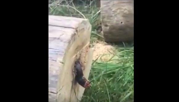 ​Tala árbol de su casa y encuentra esta desagradable sorpresa (VIDEO)