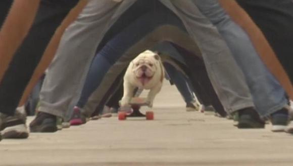 Facebook: Perro peruano logra batir récord Guinness al cruzar túnel humano más largo (VIDEO)
