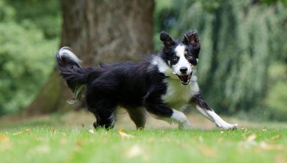 El hilarante momento en que un perro interrumpe un torneo de jiu-jitsu para ayudar a su dueño. (Foto: Referencial / Pixabay)