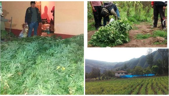 Valle Sagrado de Los Incas: Hallan plantaciones de marihuana en medio de maizales 