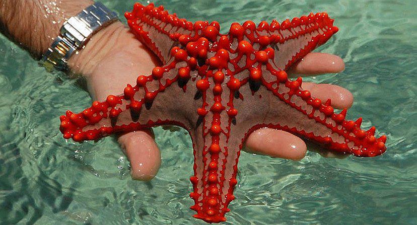 Aumenta población de estrellas de mar tras morir por millones a causa de epidemia