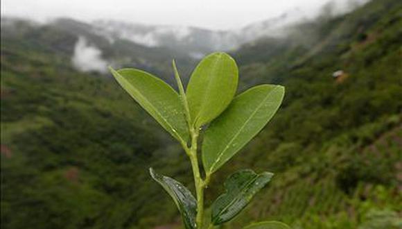 Retomaron diálogo por la hoja de coca