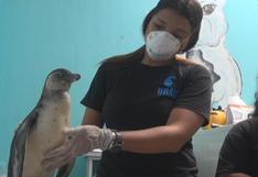 Dos pingüinos que eran criados como mascotas fueron rescatados, en Trujillo