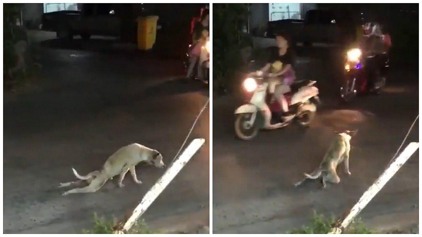 ​Perrito "discapacitado" engaña a todos y se convierte en viral (VIDEO)