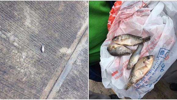 Insólita lluvia de peces sorprendió a pueblo de México (VIDEO)