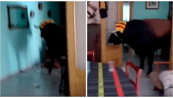 YouTube: Enfurecido toro entra a casa y destroza todo a su paso [VIDEO]