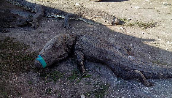 México: Mueren 124 cocodrilos por "trato indigno" al momento de ser transportados