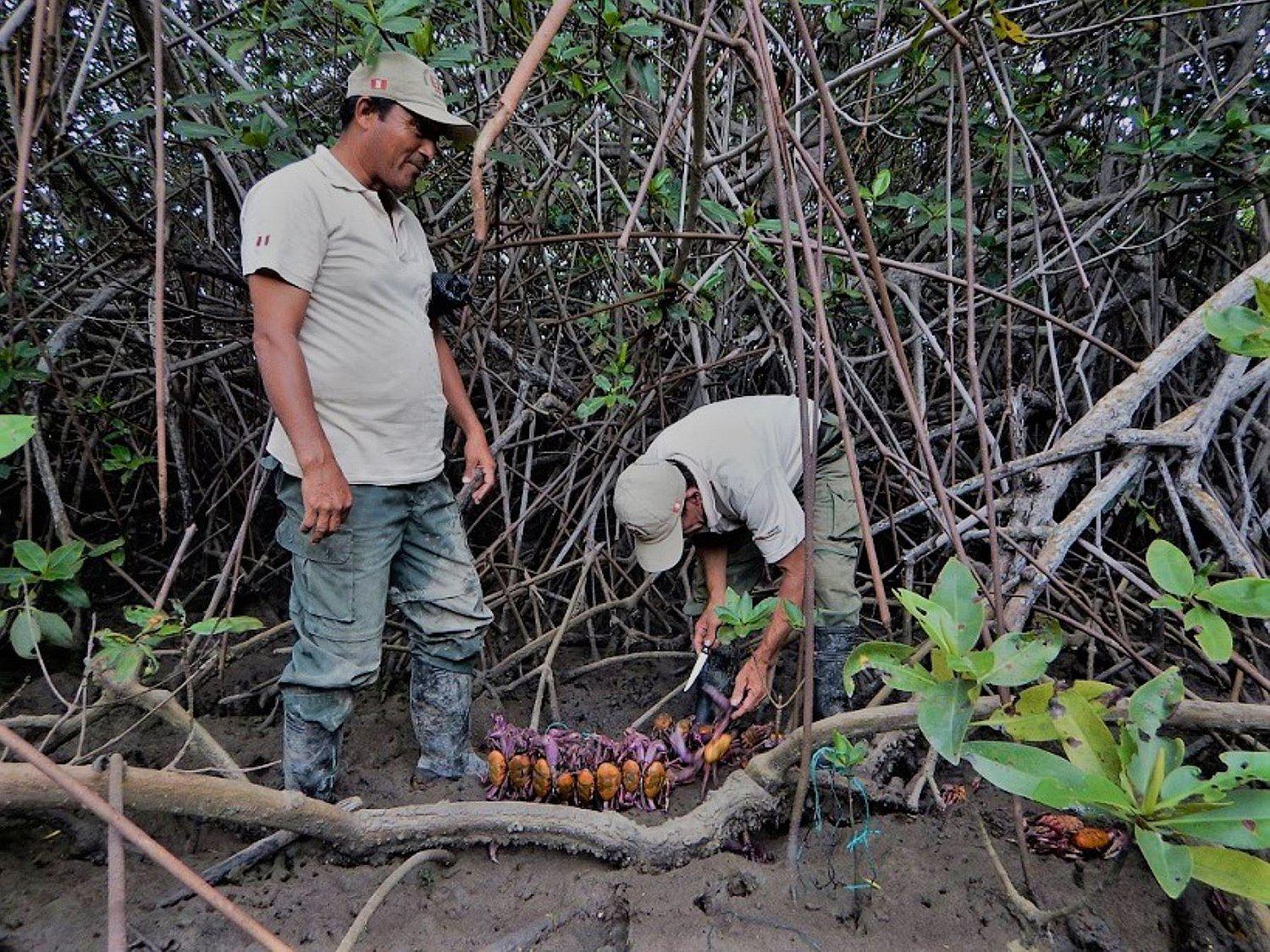 Se inicia veda de cangrejo de manglar en Tumbes